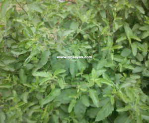 Benefits-of-tulsi